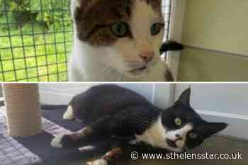 These two cats at the RSPCA need forever homes - St Helens Star