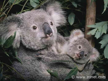 University of Sydney partners with AWS to establish a koala genome library