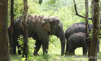 Elephants happily work together on tasks unless food resources are limited, study finds