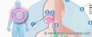 Des vaccins en spray nasal à l’étude