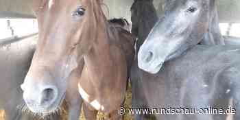 Lohmar: Von Transporter geretteten Pferden geht es besser - Kölnische Rundschau
