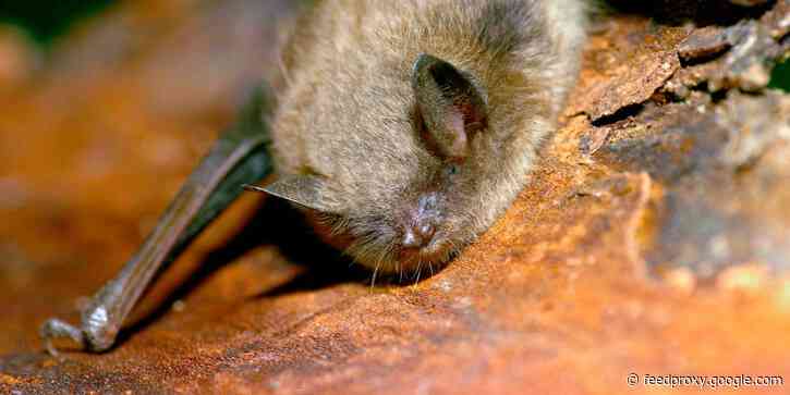 An 87-year-old who woke up with a bat on his neck refused rabies injections. He later died of rabies.