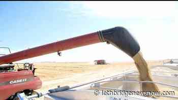 Harvest continues across Alberta with varying results - Lethbridge News Now