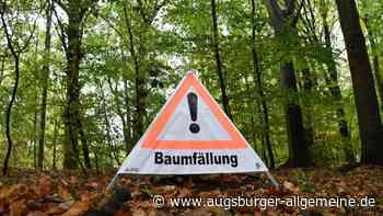 Beauftragte Firma soll Baum in Elchingen fällen - Baum fällt auf ein Auto