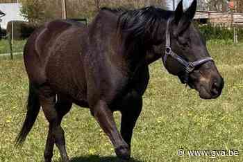 Parket voert onderzoek naar 17-jarige paardendief: “Mijn mer... - Gazet van Antwerpen