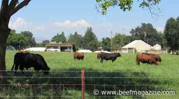 Are your cattle heat-tolerant?