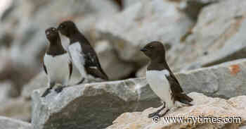 How the Animal World Is Adapting to Climate Change