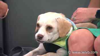 WATCH: Pet Adopt-a-Thon happening in Lancaster this weekend