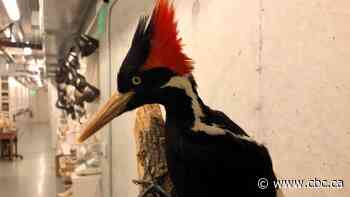 23 species, including ivory-billed woodpecker, declared extinct in U.S.