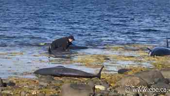 It took over 3 hours, but this conservation officer helped save 7 beached whales in Embree
