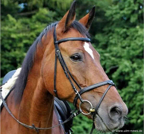 Sparkasse Ulm startet Aktion für Vereine und verdoppelt Spendensummen