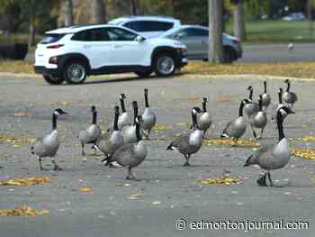 Edmonton weather: It's wear a sweater in the morning and regret it in the afternoon weather