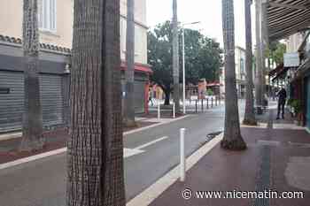 Les travaux du centre de Juan-les-Pins ont-ils fissuré des palmiers?