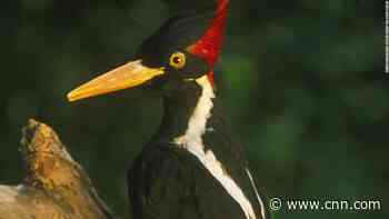 Nearly two dozen species of birds, fish and other wildlife are set to be declared extinct and removed from the endangered species list