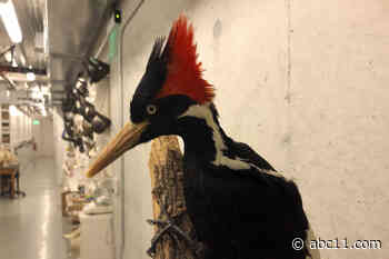 Ivory-billed woodpecker, 22 other species declared extinct, US says