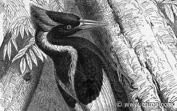 U.S. to declare 23 species extinct on Wednesday