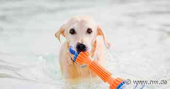 Mit vielen Fotos: Das sind die schönsten Bilder vom Hundeschwimmen in Verl - Neue Westfälische