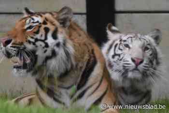Witte tijgerin Awi plots overleden na incident met andere tijger