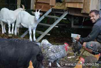 Geitjes Chris en Vera maken Kempens kwartet van Ferme NeELke compleet