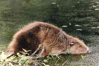 Bever bedreiging voor Groningse en Drentse dijken. Waterschap Hunze en Aa's begint met Duitse proef - Assercourant.nl