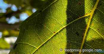 iPhone 13 Pro: How to take macro photos and videos