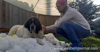 Snow-Loving Dog on Death's Doorstep Gets One Last 'Snow Day' Thanks to Act of Kindness