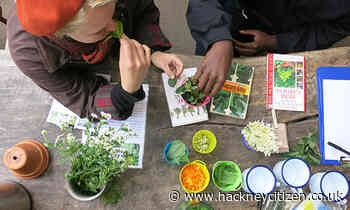 Hackney's herb masters look to boost diversity in horticulture after winning RHS funding - Hackney Citizen
