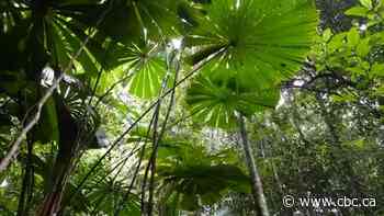 World's oldest rainforest returned to Indigenous group in Australia