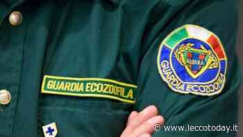 Passione per gli animali? Arriva a Lecco il corso per diventare guardia ecozoofila - LeccoToday