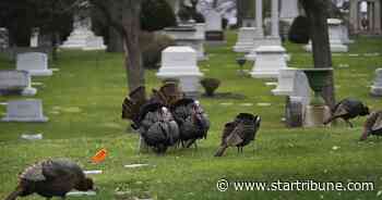 Edina residents clucking over wild stories of invasive turkeys