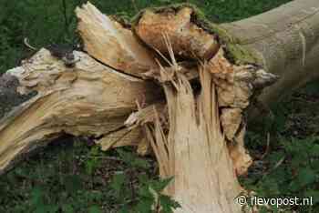 Zieke essen en oude populieren in Hollandse Hout worden gekapt - flevopost.nl