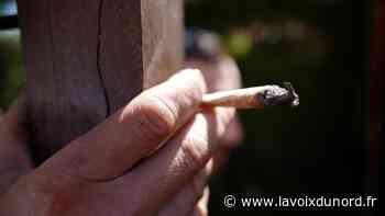 Arras : après une saisie de 300 g de cannabis, un suspect convoqué au tribunal - La Voix du Nord
