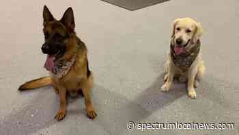 Dino and Bruno's House in Celoron is a home away from home for dogs - Spectrum News