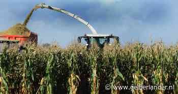 Natte zomer: boeren kunnen maïs niet op tijd van het land halen - De Gelderlander