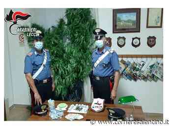Sorpreso Ad Innaffiare Piante Di "erba", In Casa Spunta Un Etto Di Droga: Ai Domiciliari - Corriere Salentino