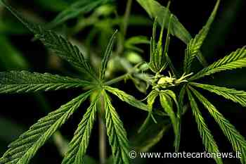 Che cos’è l'erba legale e come si usa? - MontecarloNews.it