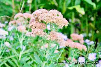 Master Gardener: Autumn's joys | News | athensreview.com - Athens Daily Review