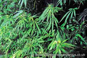 Jail for cannabis gardener who was tied to a bed and tortured by criminal gang - Bradford Telegraph and Argus