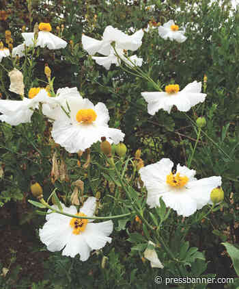 California Natives for Fall Planting - San Lorenzo Valley Press-Banner