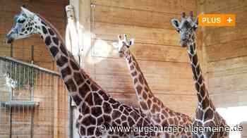 Das Trio ist wieder komplett: Tara ist die neue Giraffe im Augsburger Zoo - Augsburger Allgemeine