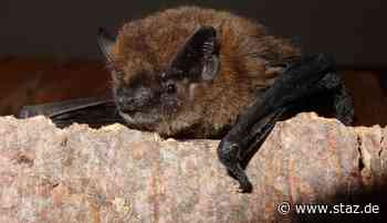 Stadt Augsburg warnt vor "Fledermausinvasionen" | StaZ - StadtZeitung Augsburg