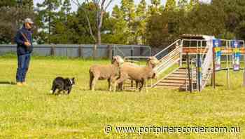State sheepdog championships in Crystal Brook this weekend | The Recorder | Port Pirie, SA - The Recorder