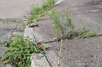 Hinweis der Stadt Memmingen: Grundstücks-Eigentümer müssen Wildwuchse in den Straßenrinnen entfernen - Mem - all-in.de - Das Allgäu Online!