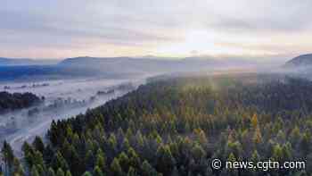Saihanba forest farm wins UN pact's Land for Life Award in China - CGTN