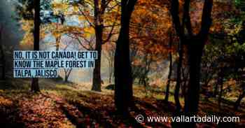 No, it is not Canada! Get to know the Maple Forest in Talpa, Jalisco - Vallarta Daily