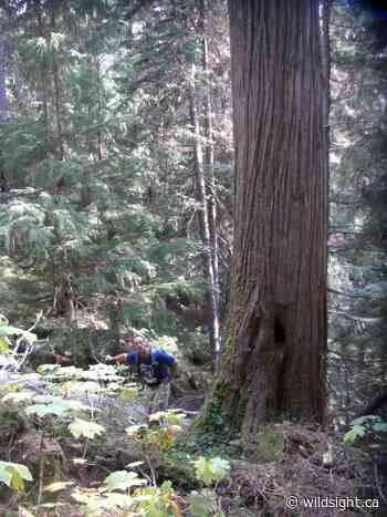 Wildsight Golden Local Old Growth Forest Tour – Wildsight - Wildsight