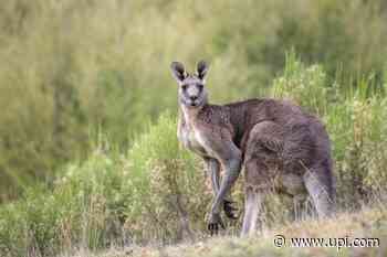 Kangaroo escapes from circus in Germany, flees into the Black Forest - UPI News
