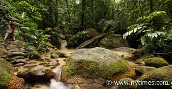 Daintree Forest in Australia Is Returned to Indigenous Owners - The New York Times