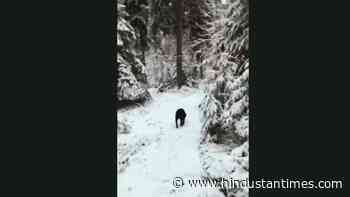 Sweet dog retrieves human’s lost glove while walking in the forest. Watch - Hindustan Times