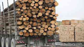 Ontario’s forest management plan is working says report - Sudbury.com